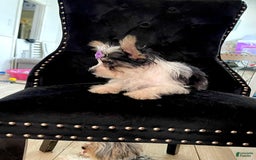 Yorkshire Terrier dogs for sale: Patrick Starr - Image 43
