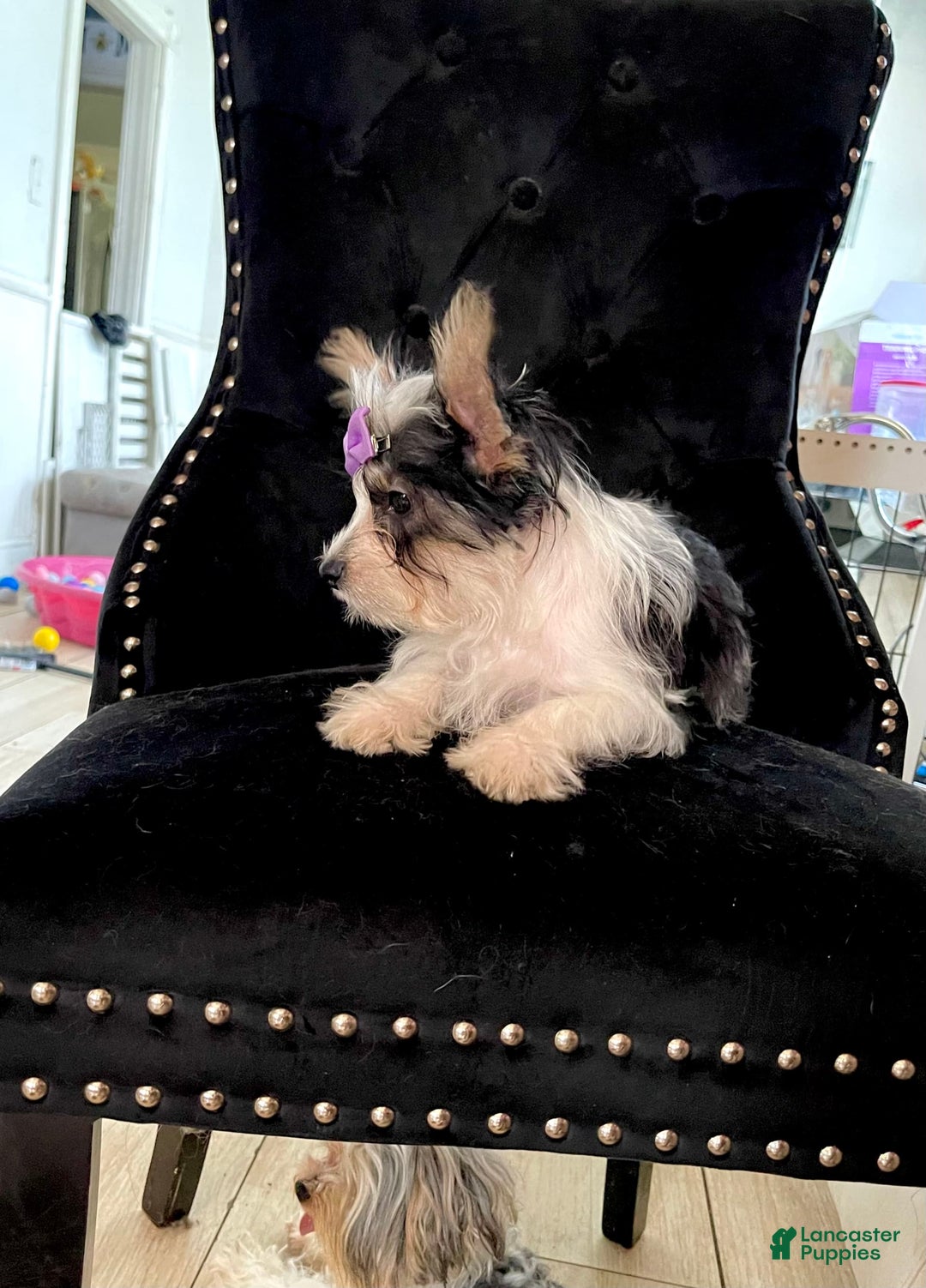 Yorkshire Terrier dogs for sale: Patrick Starr - Image 43