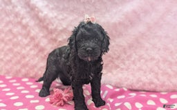 Cockapoo dogs for sale: Emily - Image 28