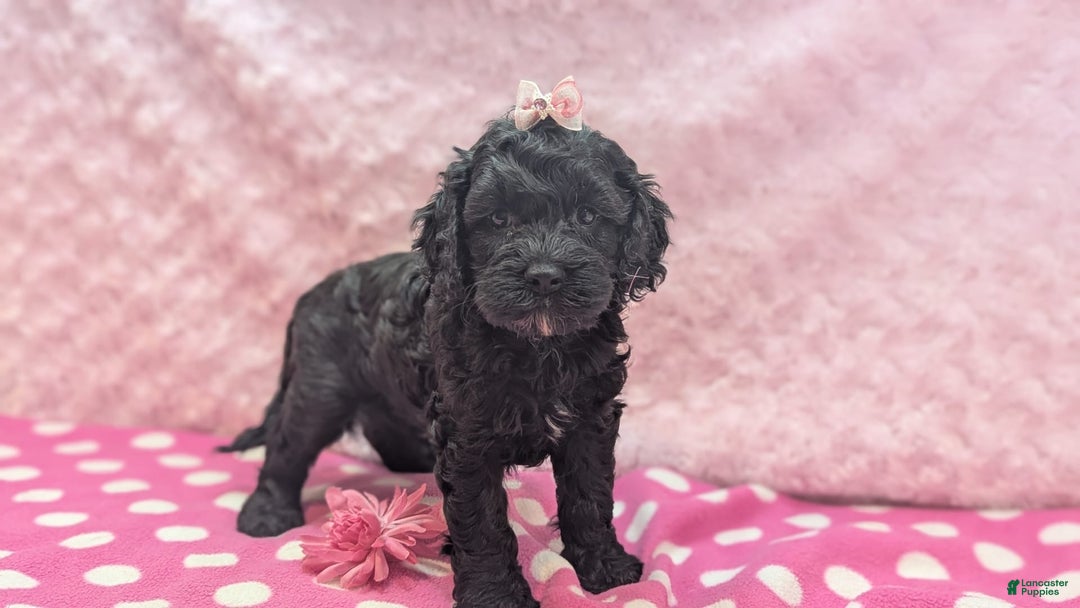 Cockapoo dogs for sale: Emily - Image 28