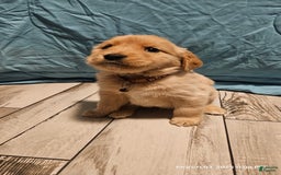 Golden Retriever dogs for sale: Golden Retriever - Image 17