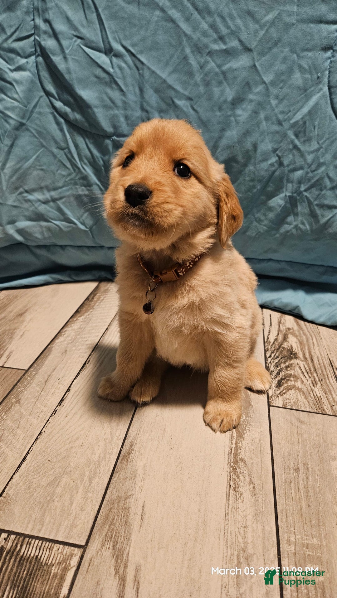 Golden Retriever dogs for sale: Golden Retriever - Image 17