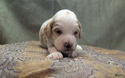 Cockapoo dogs for sale: Hiccup - Image 7