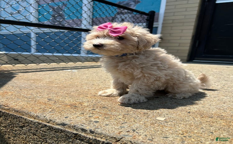 Maltipoo dogs - Advert 22