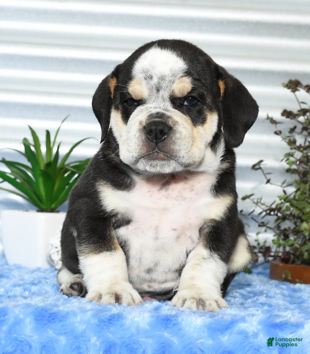 Beabull dogs for sale: Ike - Image 5