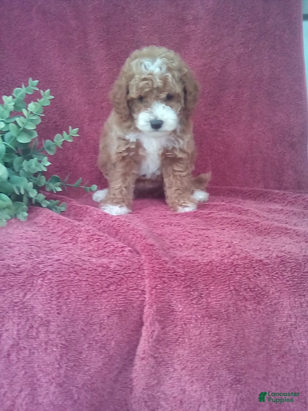 Mini Goldendoodle dogs for sale: Eva - Image 1