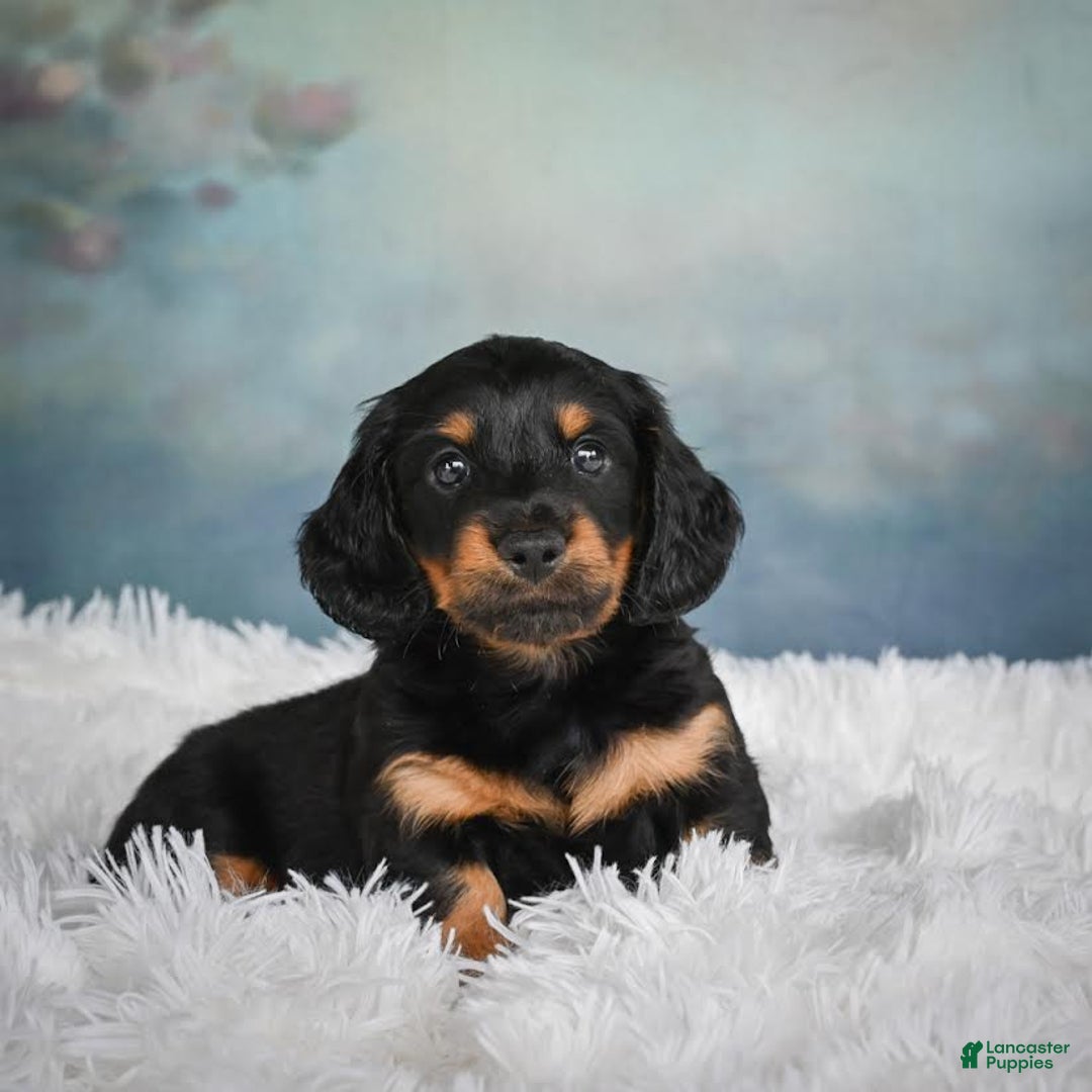 Miniature Dachshund dogs for sale: Miles - Image 1