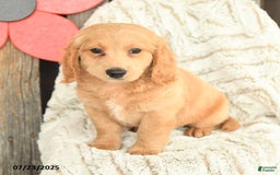 Mini Goldendoodle dogs for sale: Mac - Image 1