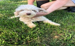 Maltipoo dogs for sale: Beans - Image 36