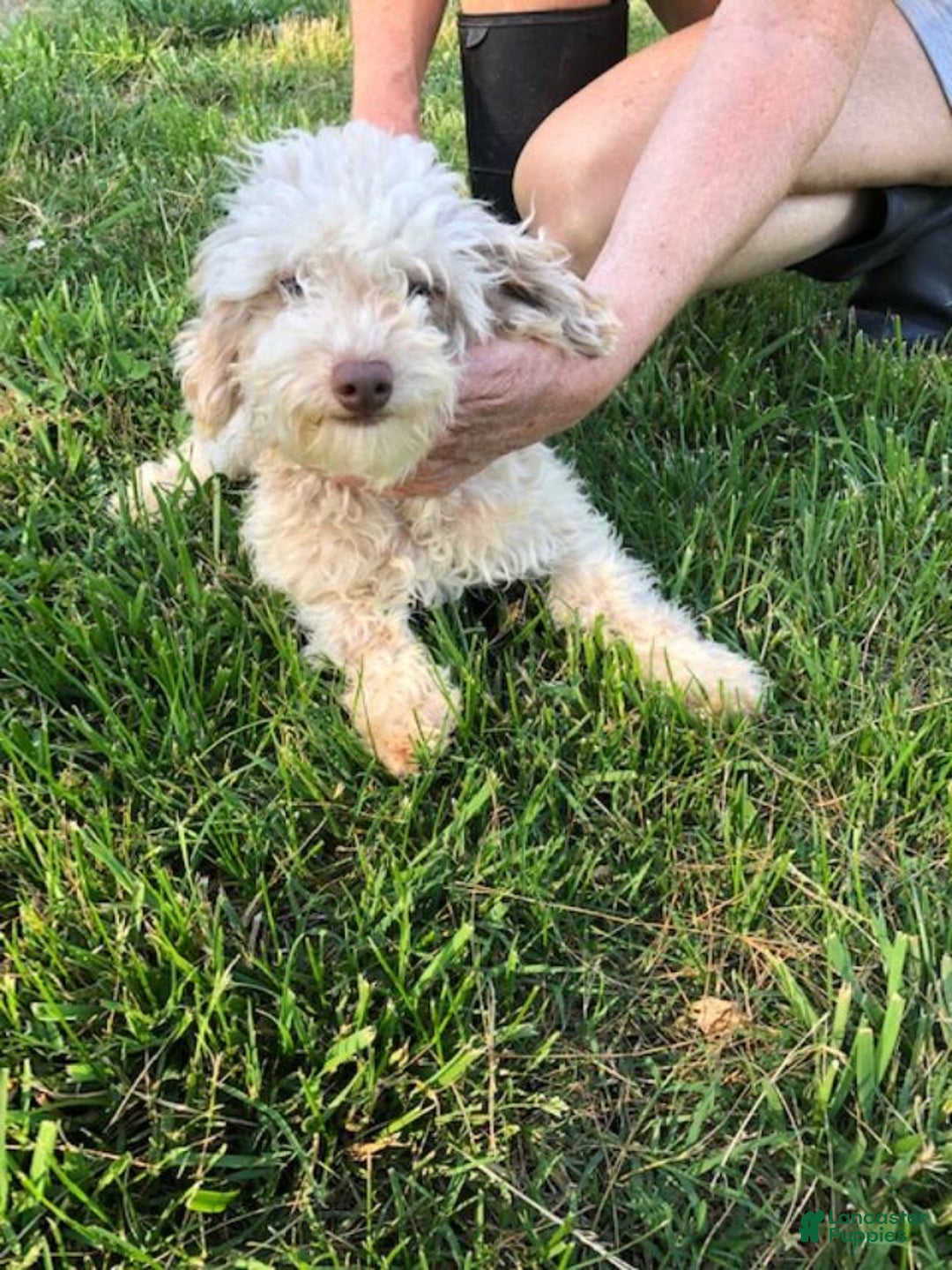 Maltipoo dogs for sale: Beans - Image 36