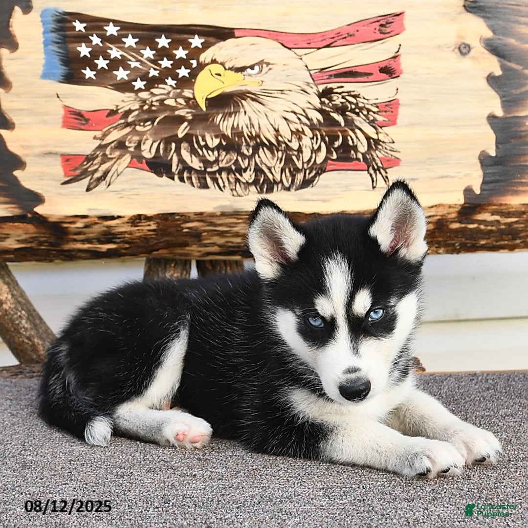 Siberian Husky dogs for sale: Rowdy - Image 4