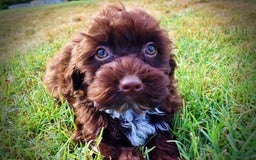 Havapoo dogs for sale: Havapoo 7 puppies - Image 13