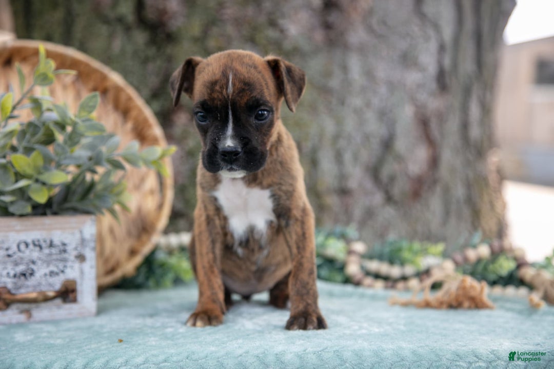 Boxer dogs for sale: Frida - Image 4