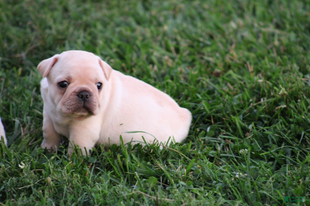 French Bulldog dogs for sale: Lincoln - Image 11