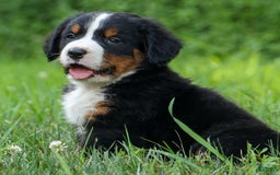 Bernese Mountain Dog dogs for sale: Snoopy - Image 26