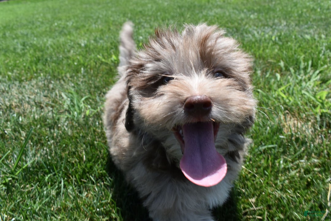 Havapoo dogs for sale: Zodiac - Image 9