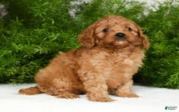 Cavapoo dogs for sale: Mandy - Image 1