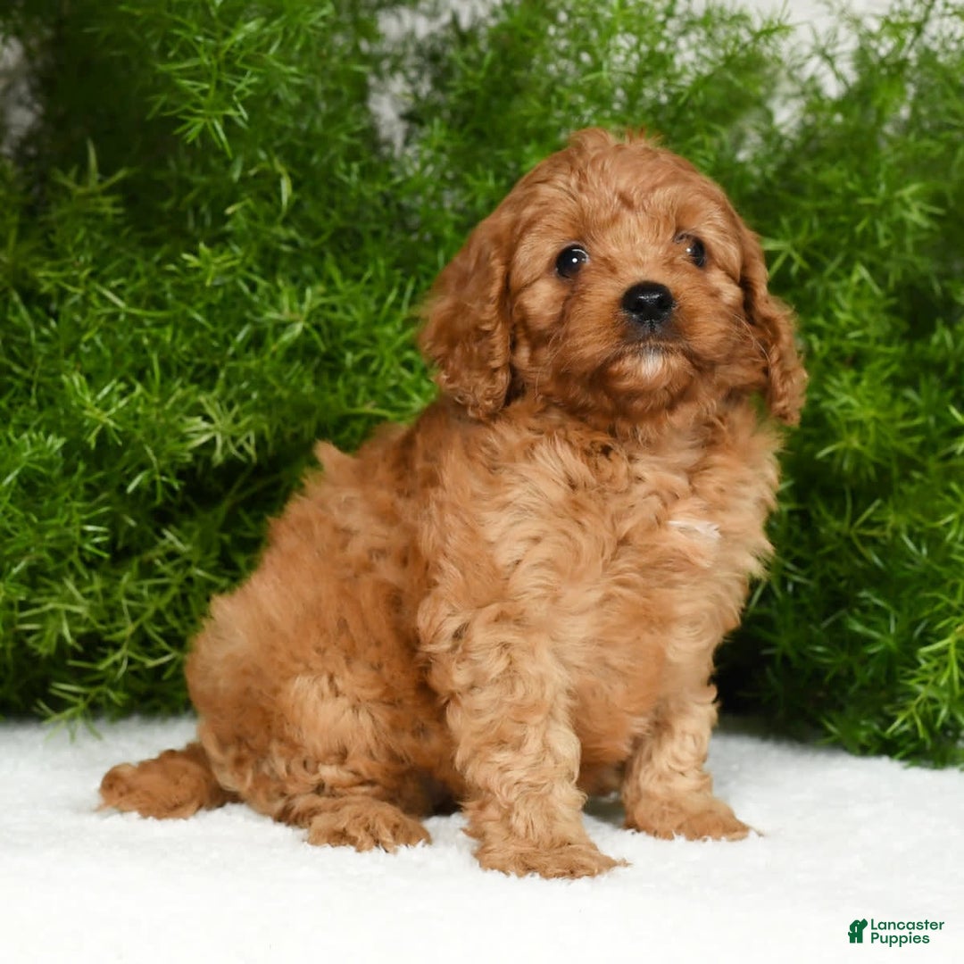 Cavapoo dogs for sale: Mandy - Image 1