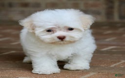 Havanese dogs for sale: Winnie - Image 1