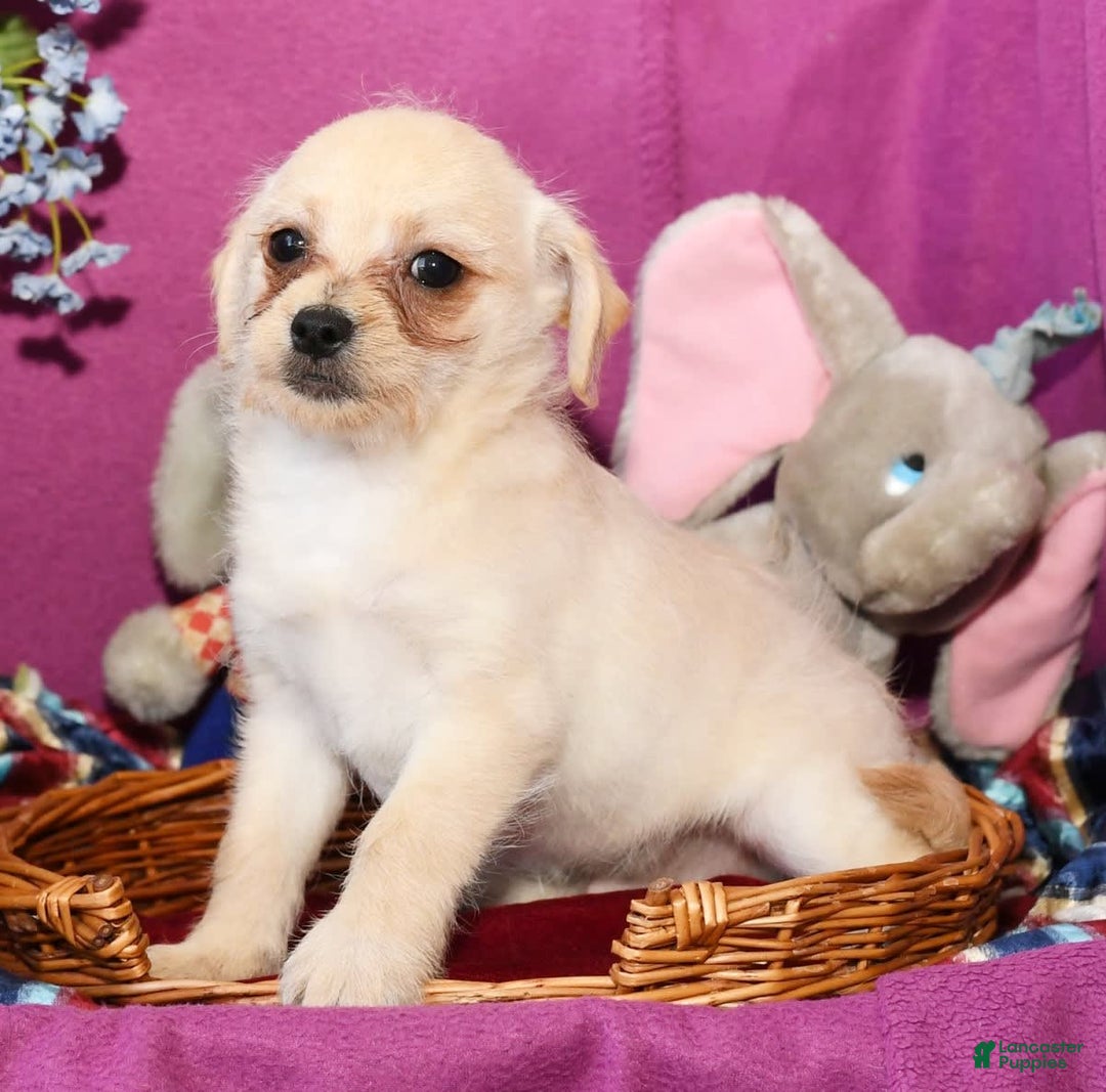 Chihuahua dogs for sale: Chip - Image 13