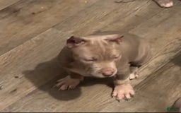 American Bully dogs for sale: White paws - Image 1