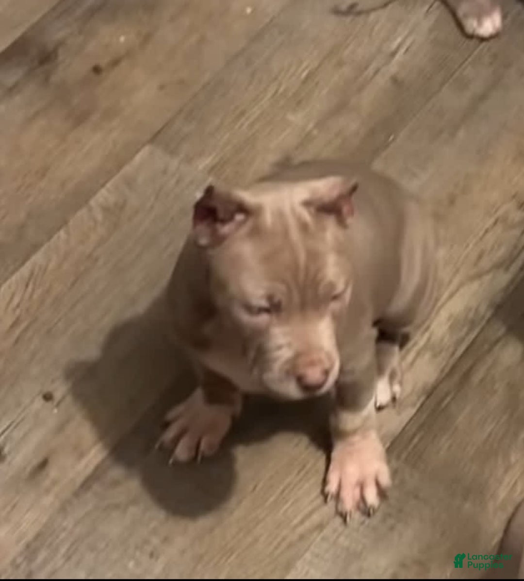 American Bully dogs for sale: White paws - Image 1