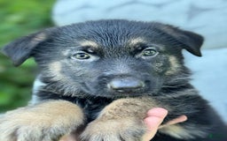 German Shepherd dogs for sale: Ben - Image 3