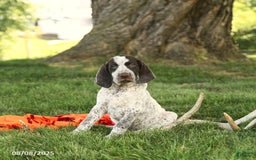 German Shorthaired Pointer dogs for sale: Braden AKC - Image 1