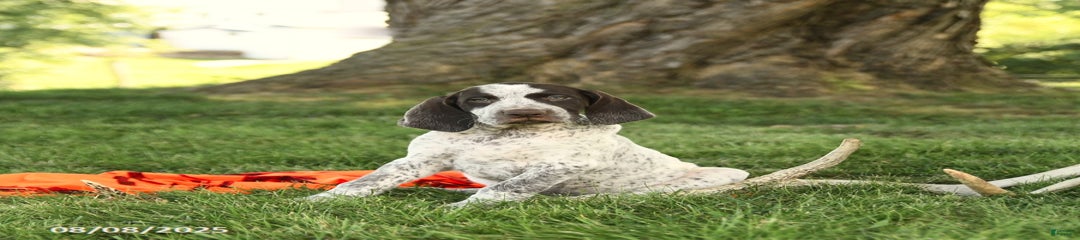 Braden AKC