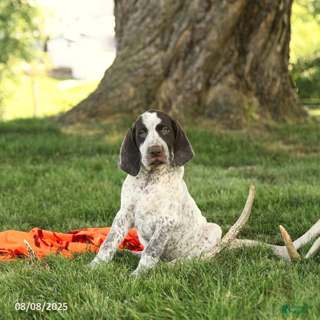 German Shorthaired Pointer dogs for sale: Braden AKC - Image 1