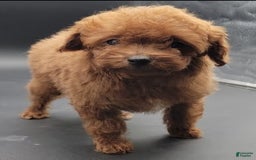 Toy Poodle dogs for sale: Lili - Image 2