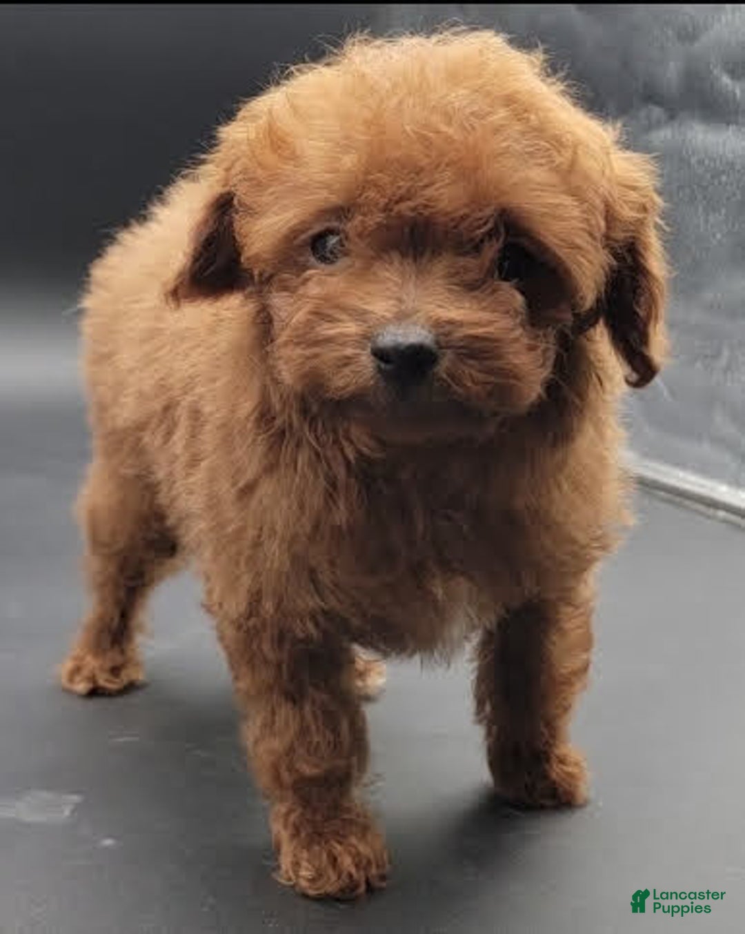 Toy Poodle dogs for sale: Lili - Image 2