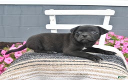 Pug dogs for sale: Patches - Image 3