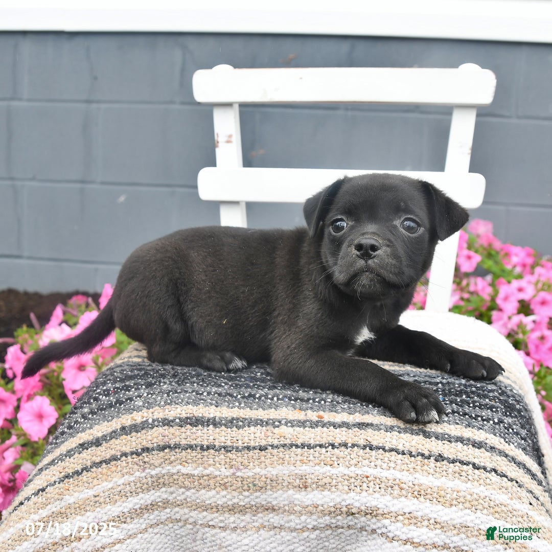 Pug dogs for sale: Patches - Image 3