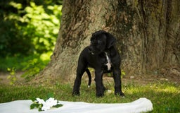 Great Dane dogs for sale: Beauty - Image 7