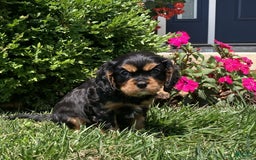 Cavalier King Charles Spaniel dogs for sale: Hope - Image 8