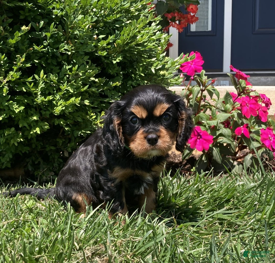 Cavalier King Charles Spaniel dogs for sale: Hope - Image 8