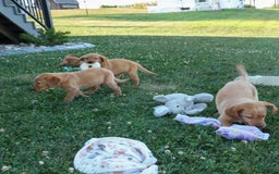 Labrador Retriever dogs for sale: Red Fox Gabby - Image 4