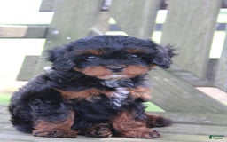 Cavapoo dogs for sale: Skye - Image 4