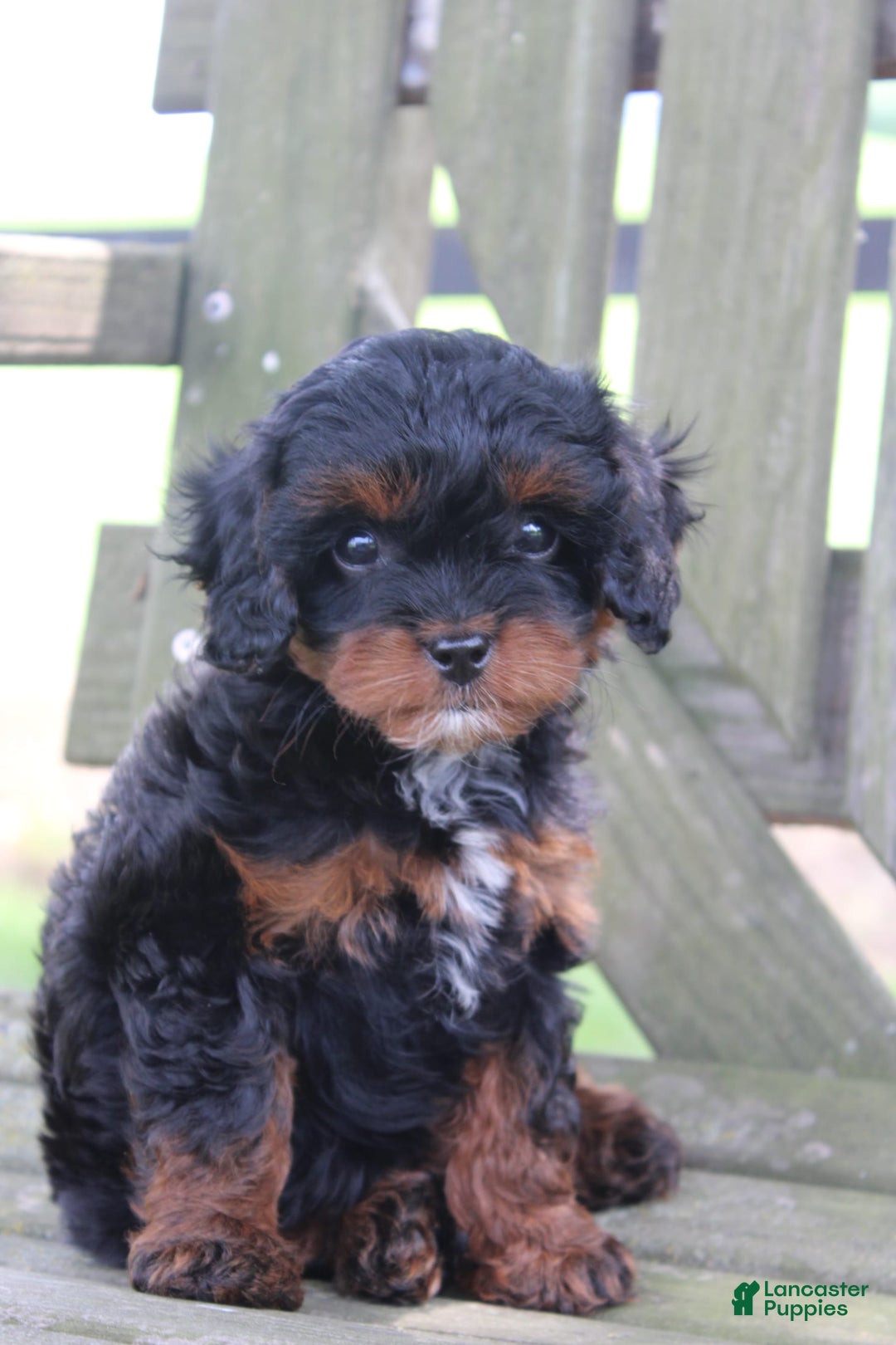 Cavapoo dogs for sale: Skye - Image 4