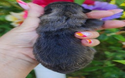 Pomeranian dogs for sale: Valhalla - Listing for pets: Nirvana, Valhalla, Elysium - Image 5