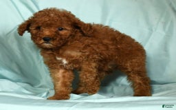 Mini Goldendoodle dogs for sale: Daisy - Image 3