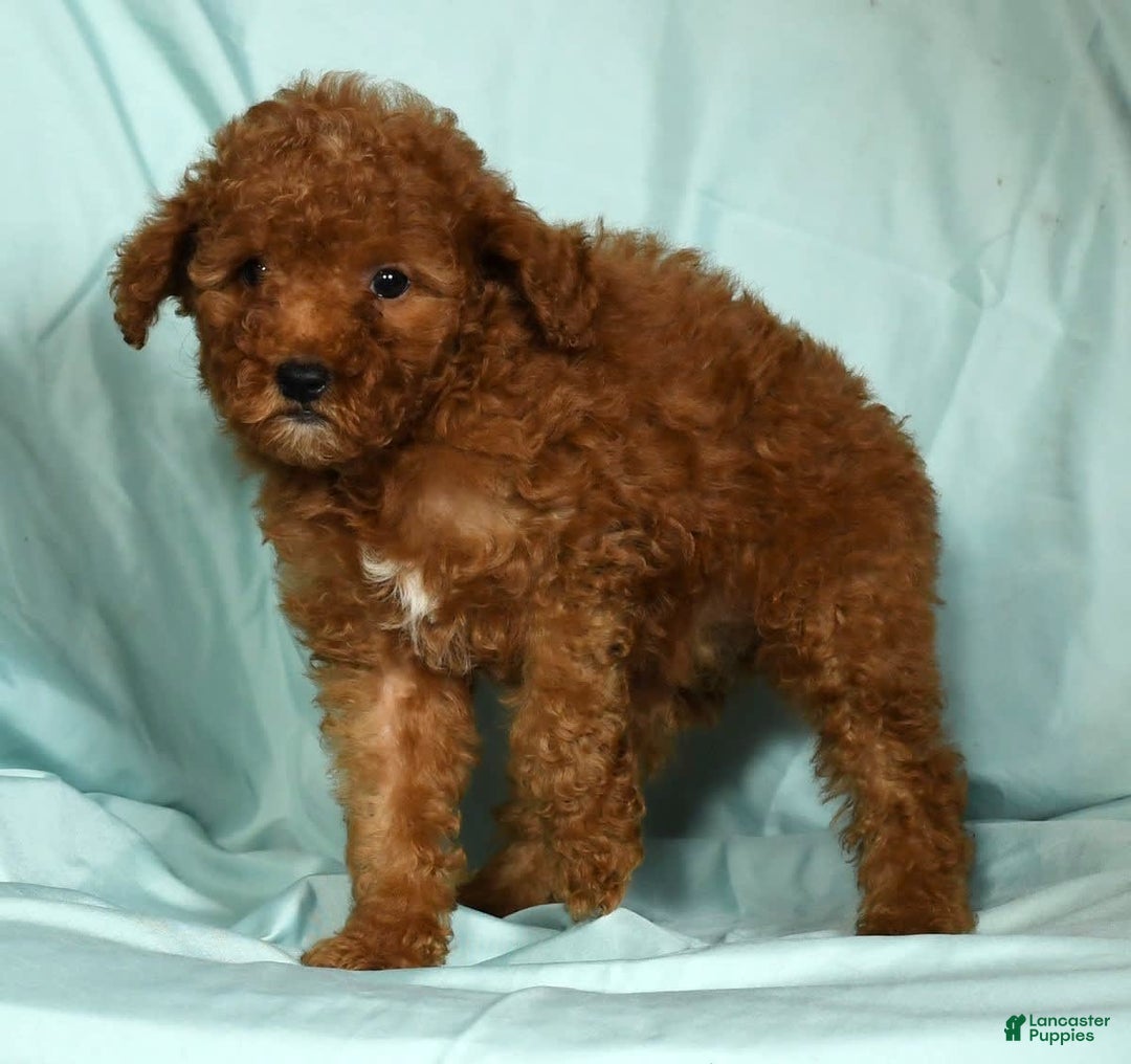 Mini Goldendoodle dogs for sale: Daisy - Image 3