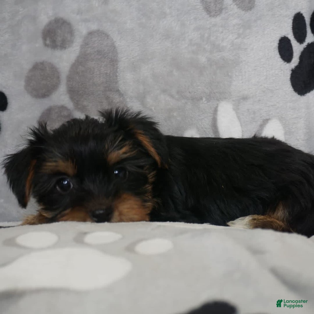 Yorkshire Terrier dogs for sale: Alyssa - Image 13