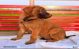 Belgian Malinois dogs for sale: James - Image 2