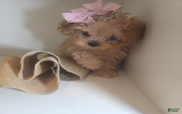 Cavapoo dogs for sale: Ella - Image 5