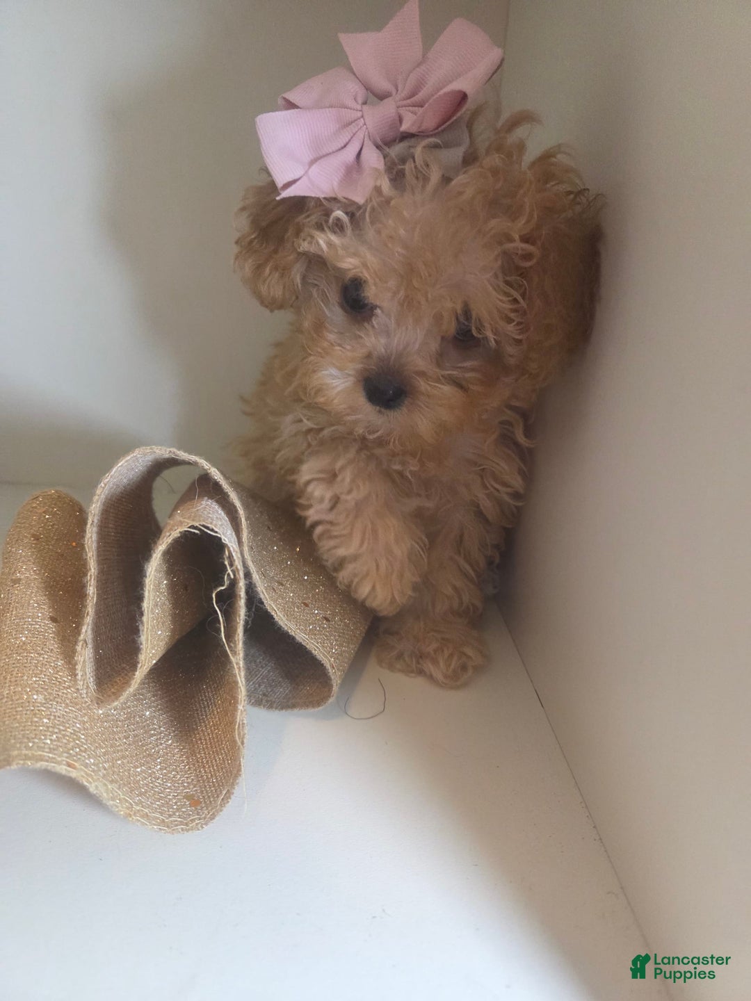 Cavapoo dogs for sale: Ella - Image 5