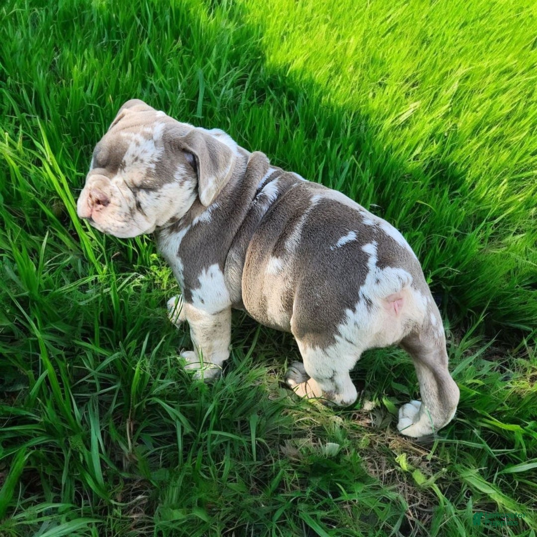 English Bulldog dogs for sale: Pebbles - Image 18