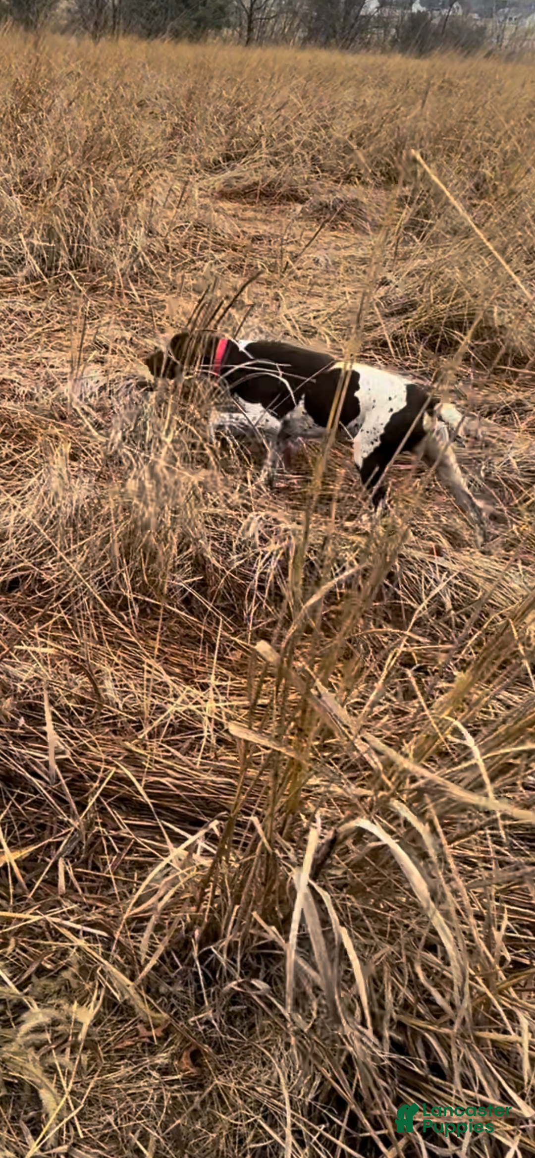 German Shorthaired Pointer dogs for sale: Rayn - Image 5