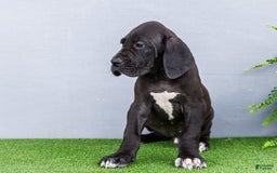 Great Dane dogs for sale: Jasper - Image 15